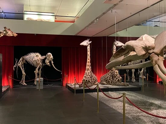 Naturhistorisches Museum Bern