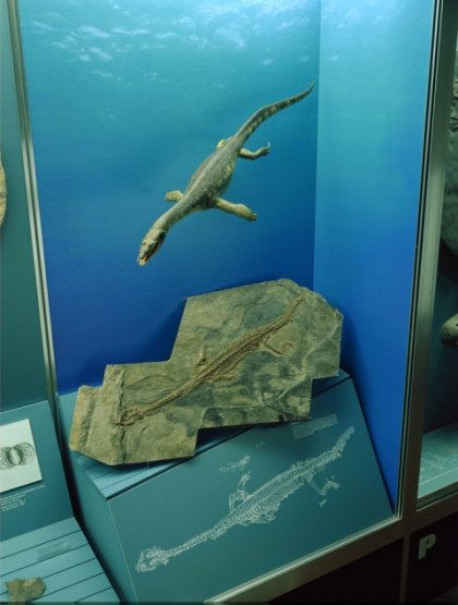 Museo cantonale di storia naturale