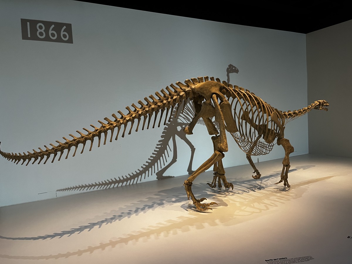 Musée d’Histoire Naturelle de Neuchâtel