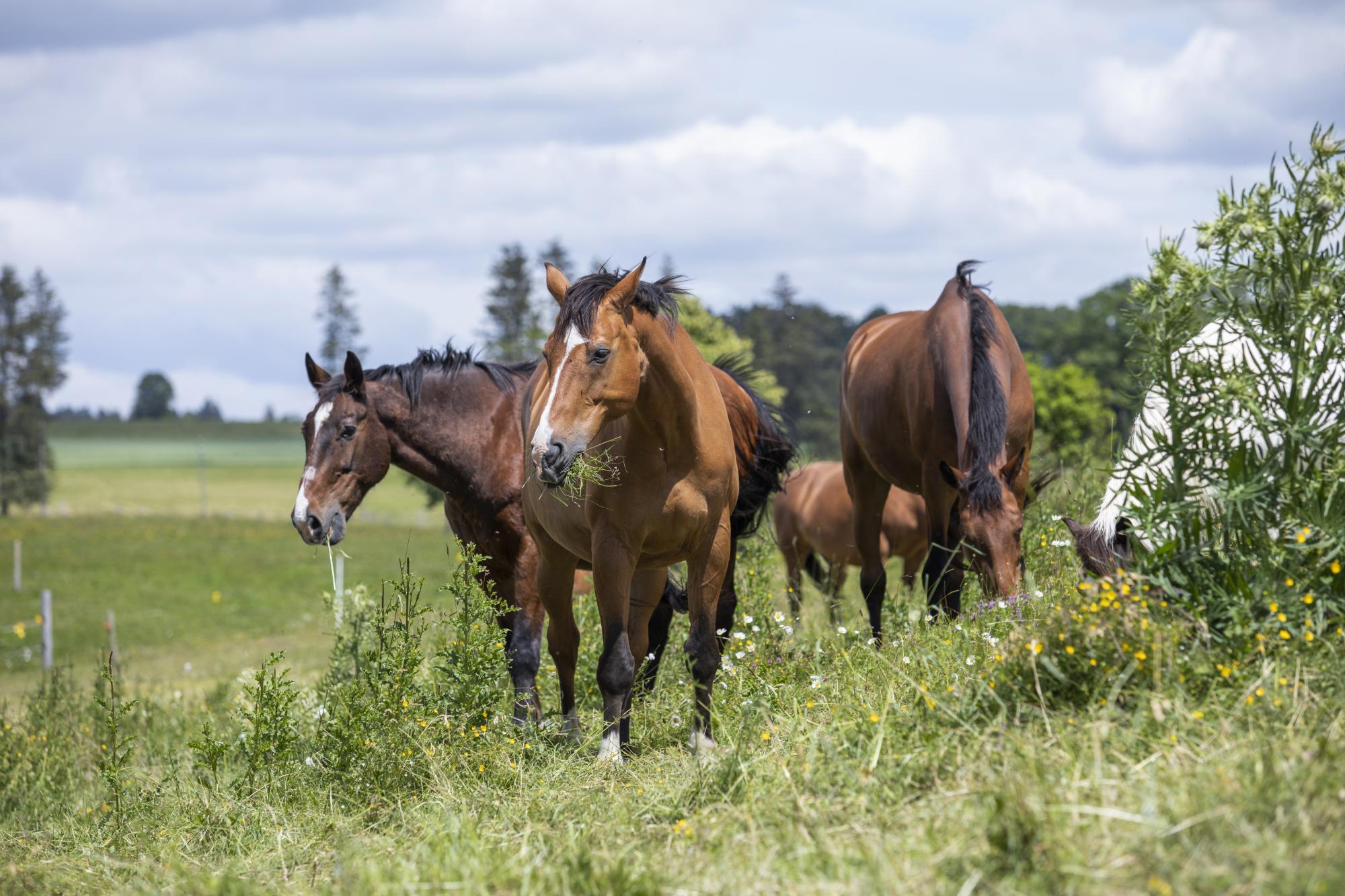 Fondation pour le cheval Le Roselet