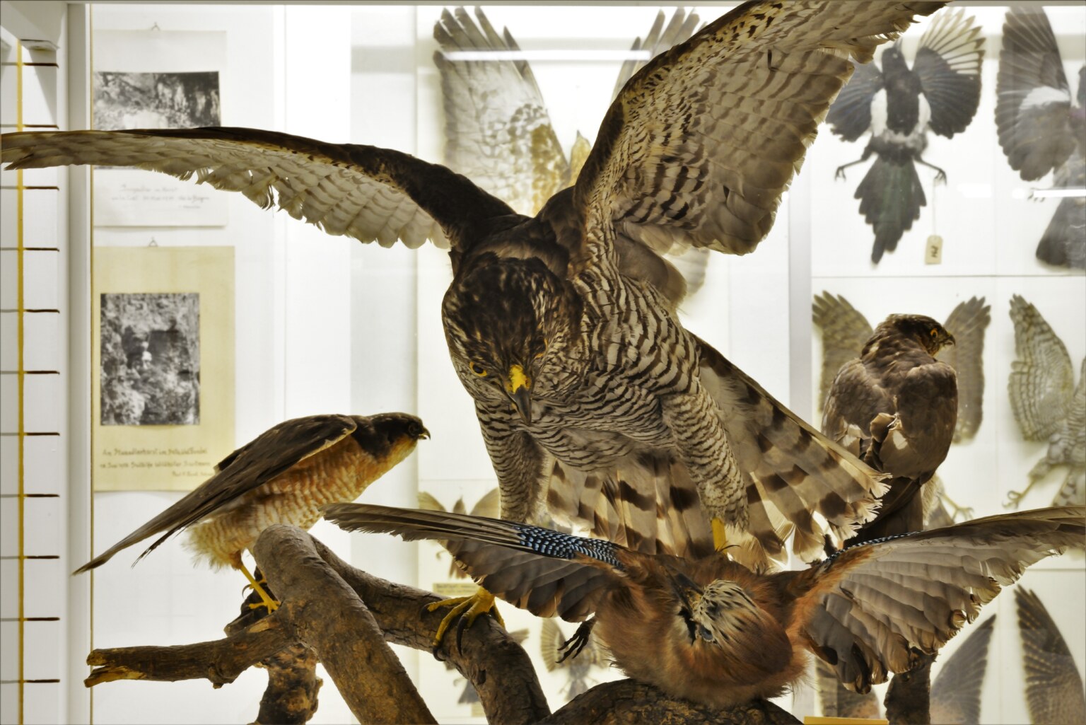 Museum Stemmler