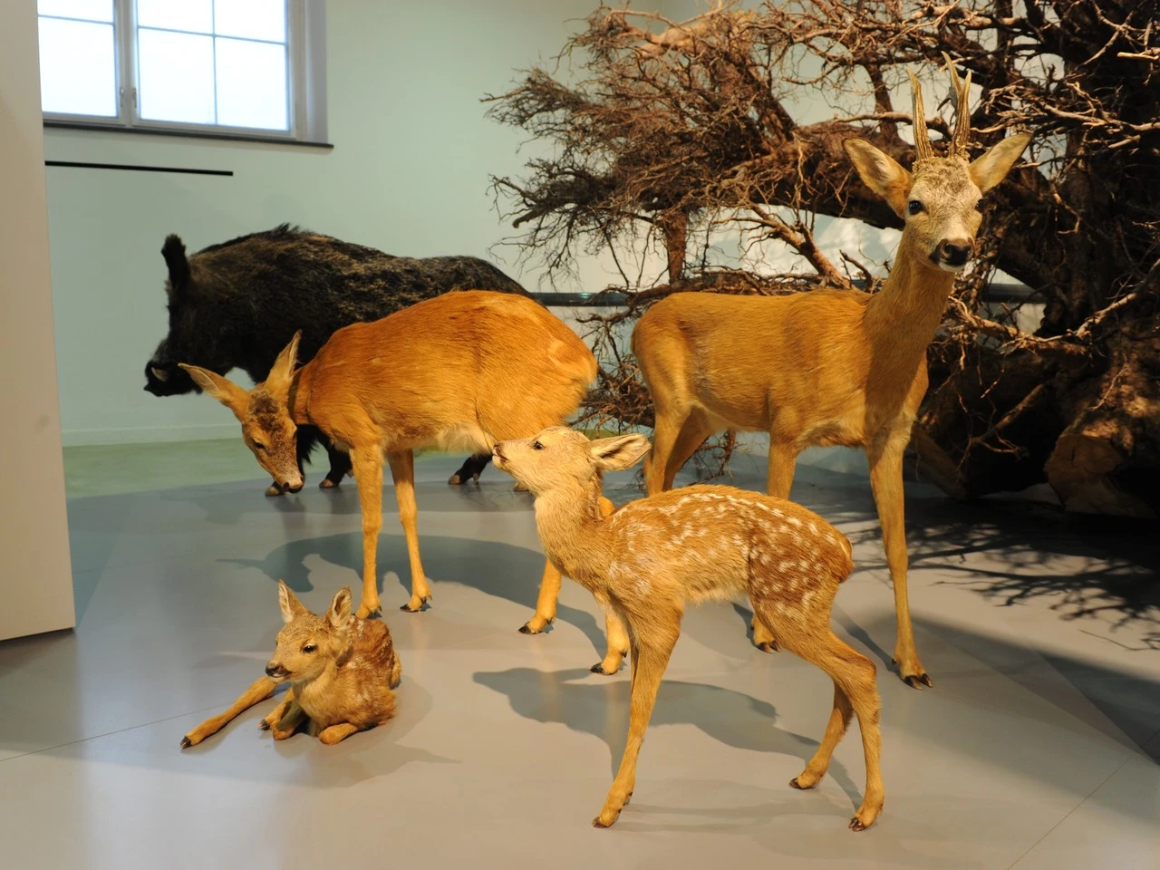 Naturmuseum Winterthur