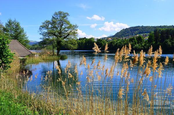 Il Rotsee vicino a Lucerna, sede di regate internazionali di canottaggio