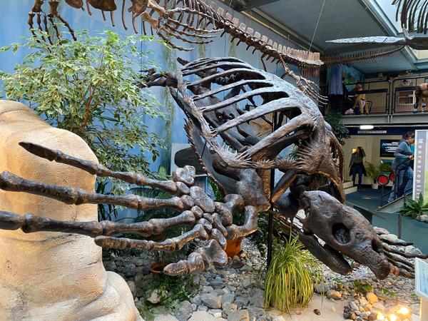 Exponat im Sauriermuseum Aathal