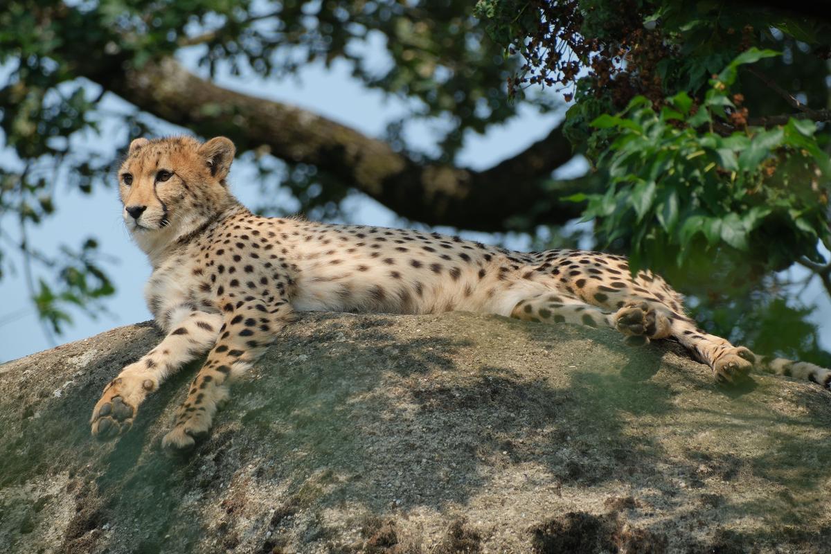 Gepard im Zoo Basel